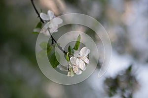 The flowering branch of a blossoming apple tree