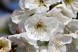 Flowering branch of cherry of vignola, modena