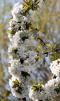 Flowering branch of cherry of vignola, modena