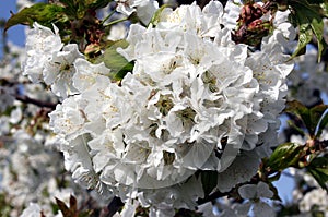 Flowering branch of cherry of vignola, modena