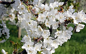 Flowering branch of cherry of vignola, modena