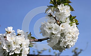 Flowering branch of cherry of vignola, modena