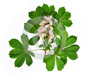 Flowering branch of chestnut tree
