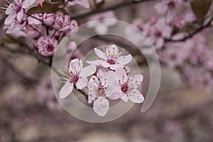 Flowering branch close up beautiful