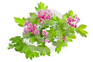 Flowering branch of Crataegus photo