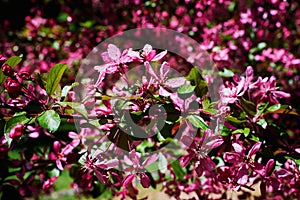 A flowering branch of a decorative apple tree of the Malus Royalty variety. Beautiful dark pink flowers. A sunny spring day