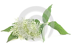 Flowering branch of elderberry with green leaves isolated on white background. Elder flower blossoms. Sambucus