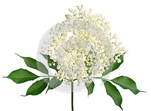 Flowering branch of elderberry Sambucus nigra with leaves isolated on white background