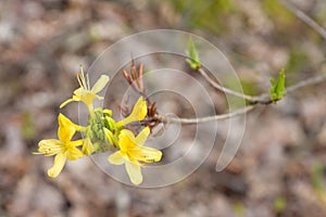 Flowering branch of forest tree. Yellow flowers