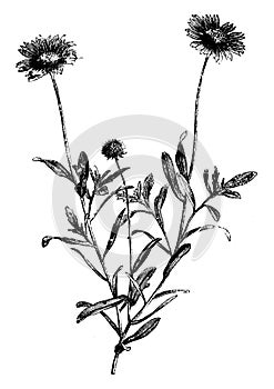 Flowering Branch of Gaillardia Aristata Grandiflora vintage illustration