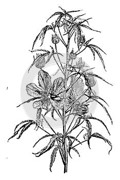 Flowering Branch of Hibiscus Coccineus vintage illustration photo