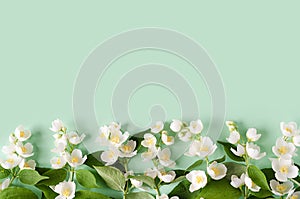Flowering branch of jasmine on green background. white flowers philadelphus. decorative frame for tea, natural cosmetics, porumeri