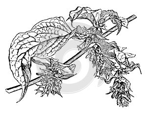 Flowering Branch of Leycesteria Formosa vintage illustration