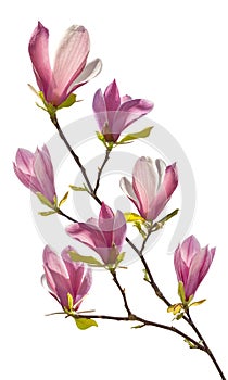 Flowering branch of magnolia