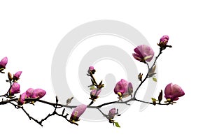 Flowering branch of magnolia cut-out