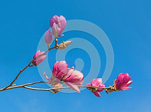 Flowering branch of Magnolia Soulangeana blue sky background