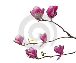 Flowering branch of Magnolia Soulangeana is isolated on white.