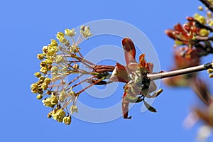 A flowering branch of a maple tree stands out clearly against the blue of the spring sky