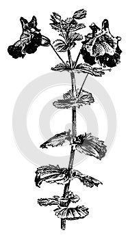 Flowering Branch of Mimulus Luteus Variegatus vintage illustration