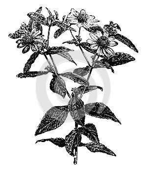 Flowering Branch of Montanoa Mollissima vintage illustration