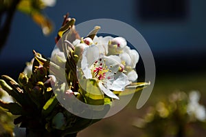 Flowering branch of pear. blooming spring garden. Flowers pear close-up. Pear blossom