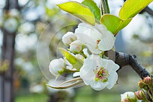 Flowering branch of pear. Pear tree blooms in the spring garden. Flowers close-up.