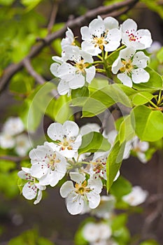 Flowering branch of pear tree
