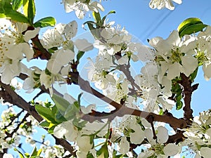 Flowering branch photo. Rays of light. Sunlight, effect, sunray