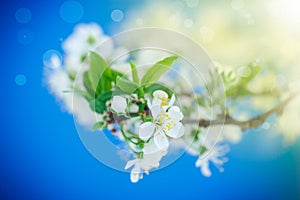 Flowering branch of plum