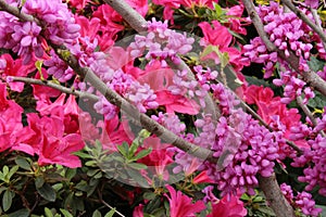 Branches of a Redbud Tree Covered with Pink Flowers