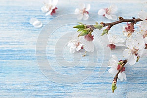 Flowering branch. Spring flowers on a blue wooden background. top view. close-up