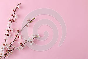 Flowering branch. Spring flowers on a bright pink background. top view. place for text