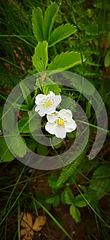 Flowering branch whith strawberry fields forest natural botanical