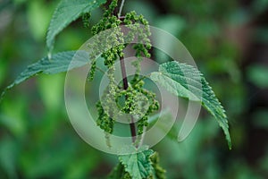 Flowering branch of wild green stinging nettle plant Urtica dioica in summer natural forest of Vaud, Switzerland