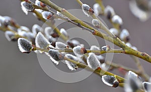 Flowering branch of willow Salix caprea
