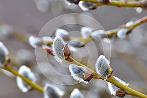 Flowering branch of willow (Salix caprea