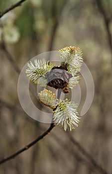 Flowering branch of willow with willow rose. Willow rose - result of a gall midge Rabdophaga rosaria