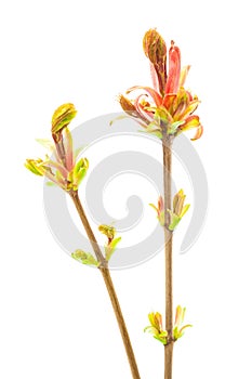 Flowering branch