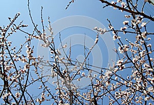 Flowering branches