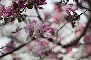 Flowering branches