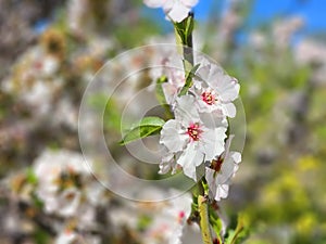 Flowering branches of almond trees. Springtime