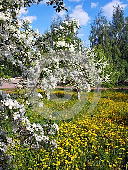 Flowering branches of apple