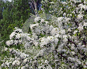 Flowering branches of apple