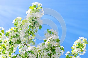 Flowering branches of Apple trees illuminated by the sun against the blue sky