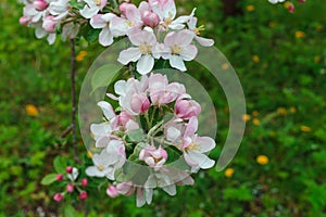 Flowering branches of apple trees, in a rustic garden