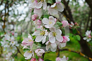 Flowering branches of apple trees, in a rustic garden