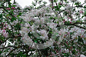 Flowering branches of apple trees, in a rustic garden