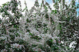 Flowering branches of apple trees, in a rustic garden