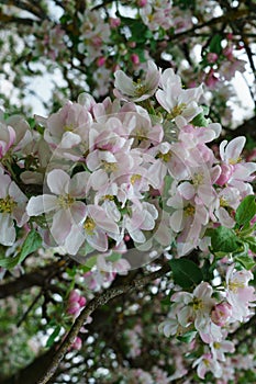 Flowering branches of apple trees, in a rustic garden