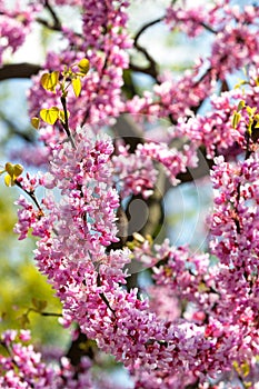 Branches of a flowering Judas tree with many dark pink flowers in backlit sunlight against a blurred backdrop of a garden